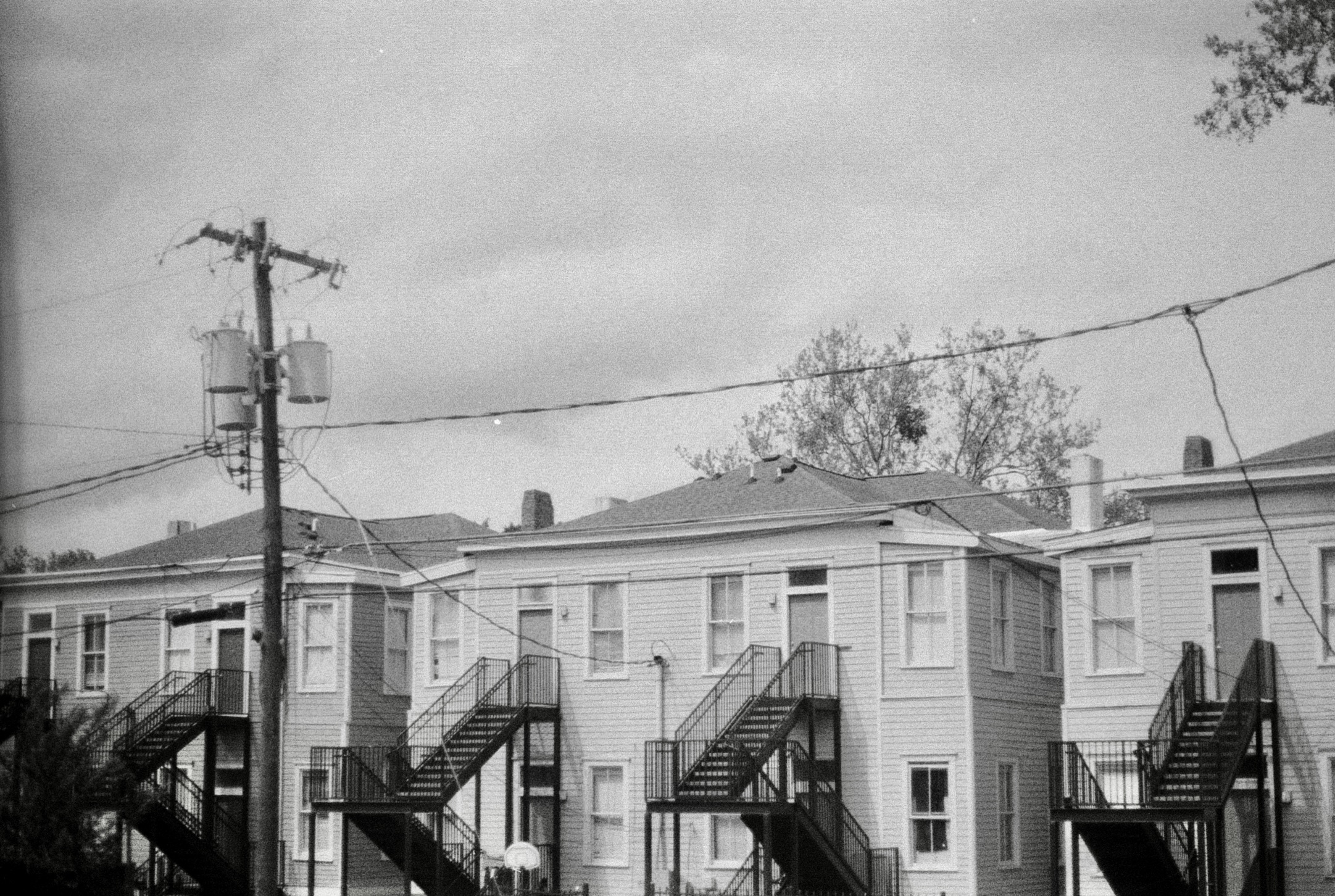 black and white savannah 4